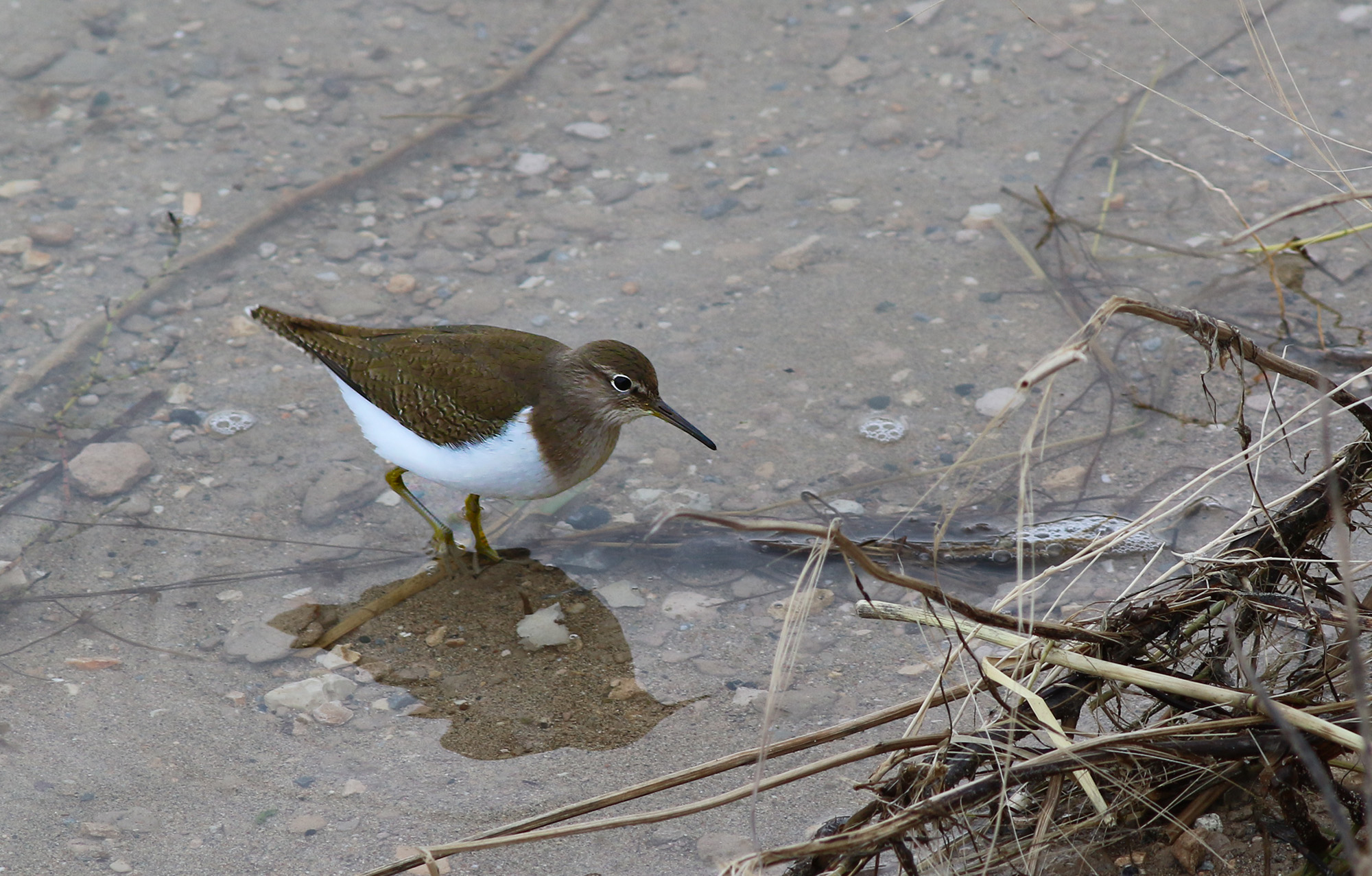 Common Sandpiper — Ana fotoğraf